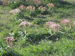 Crinum buphanoides