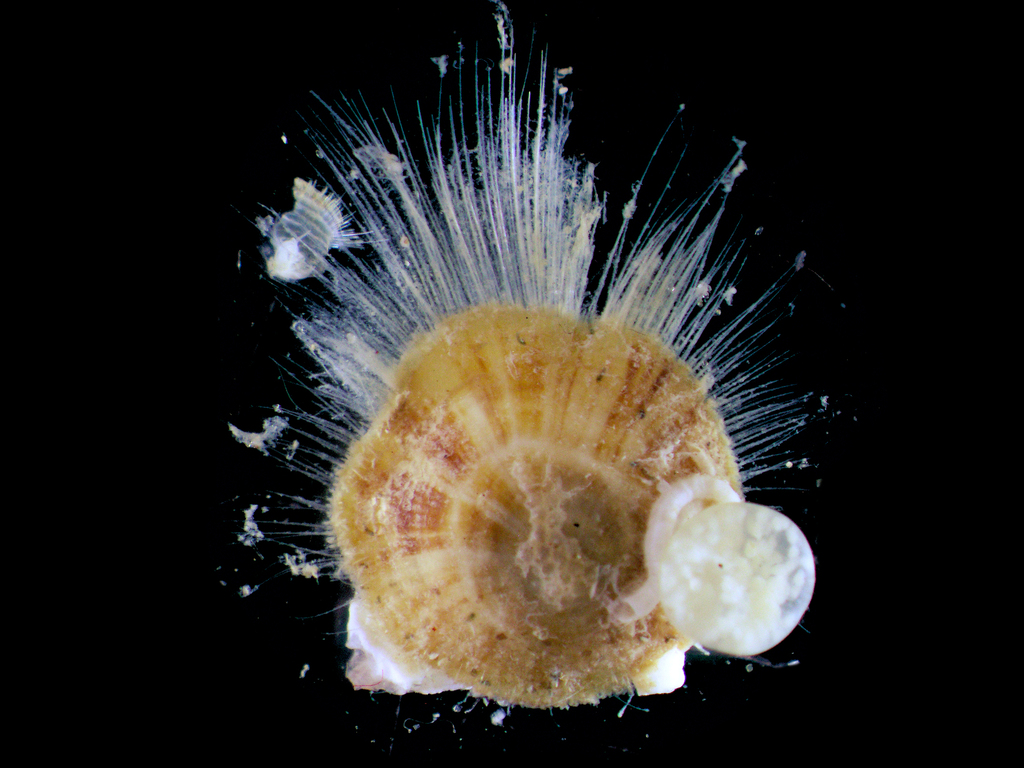 Discinid Brachiopods and Allies