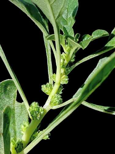 Amaranthus crassipes iNat (3)