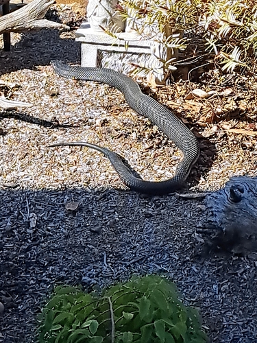 Red-bellied Black Snake sighting