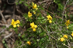 Chamaecrista greggii