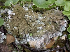 Parmelia serrana