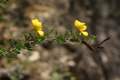 Chamaecrista greggii