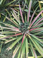 Bromelia antiacantha