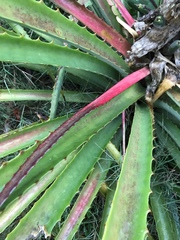 Bromelia antiacantha