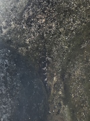 Mauligobius maderensis