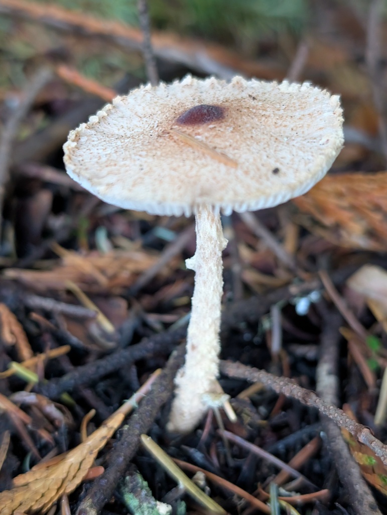 Lepiota magnispora · November 2025 · photo: © frondsinhighplaces (iNaturalist, cc-by)