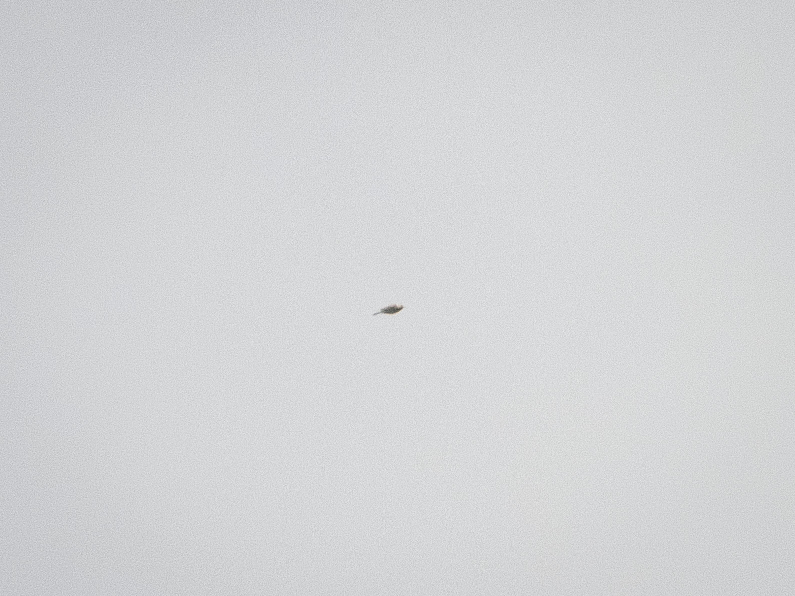 Sprague's Pipit (Anthus spragueii), photo 5