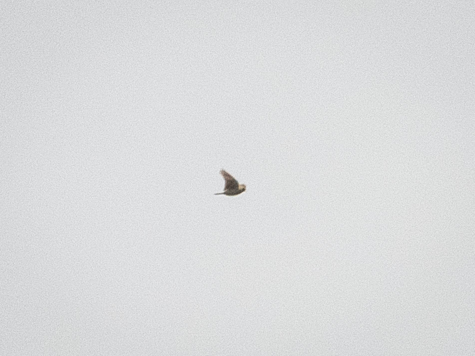 Sprague's Pipit (Anthus spragueii), photo 4