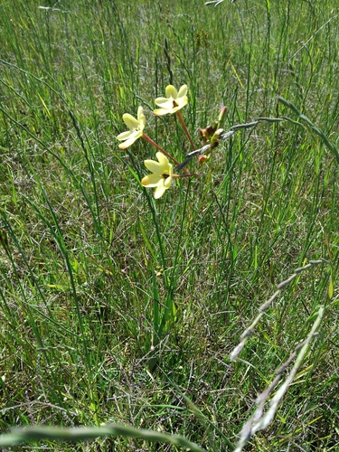 Tubular corn-lily (Ixia paniculata)