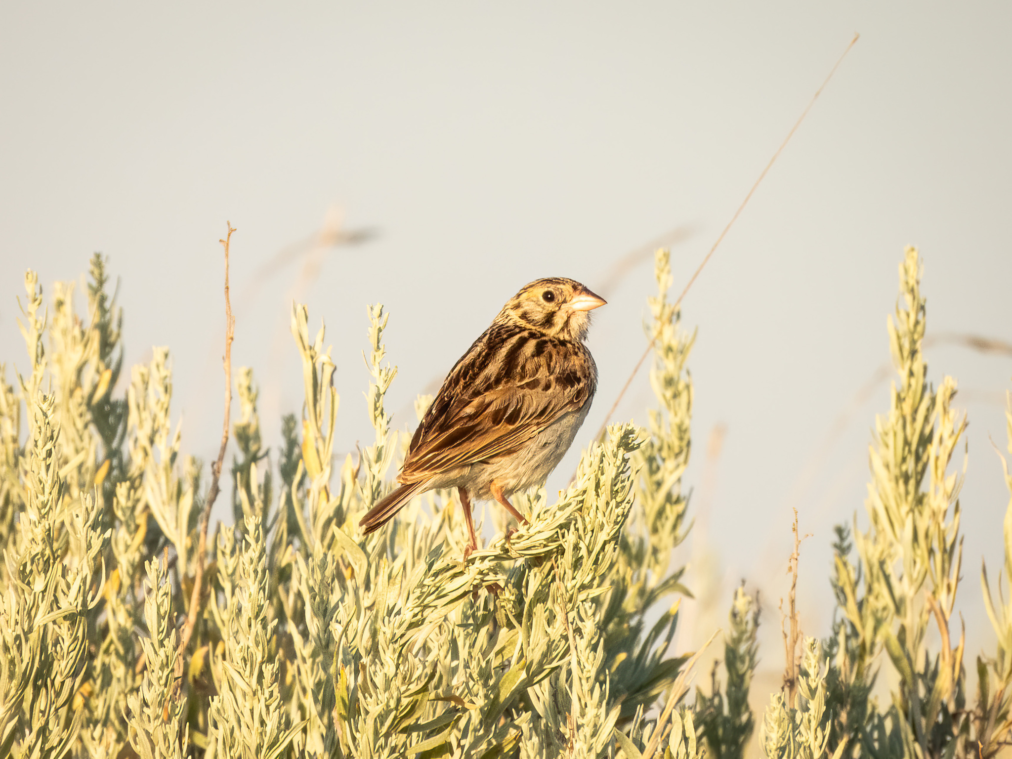 Baird's Sparrow (Centronyx bairdii), photo 10