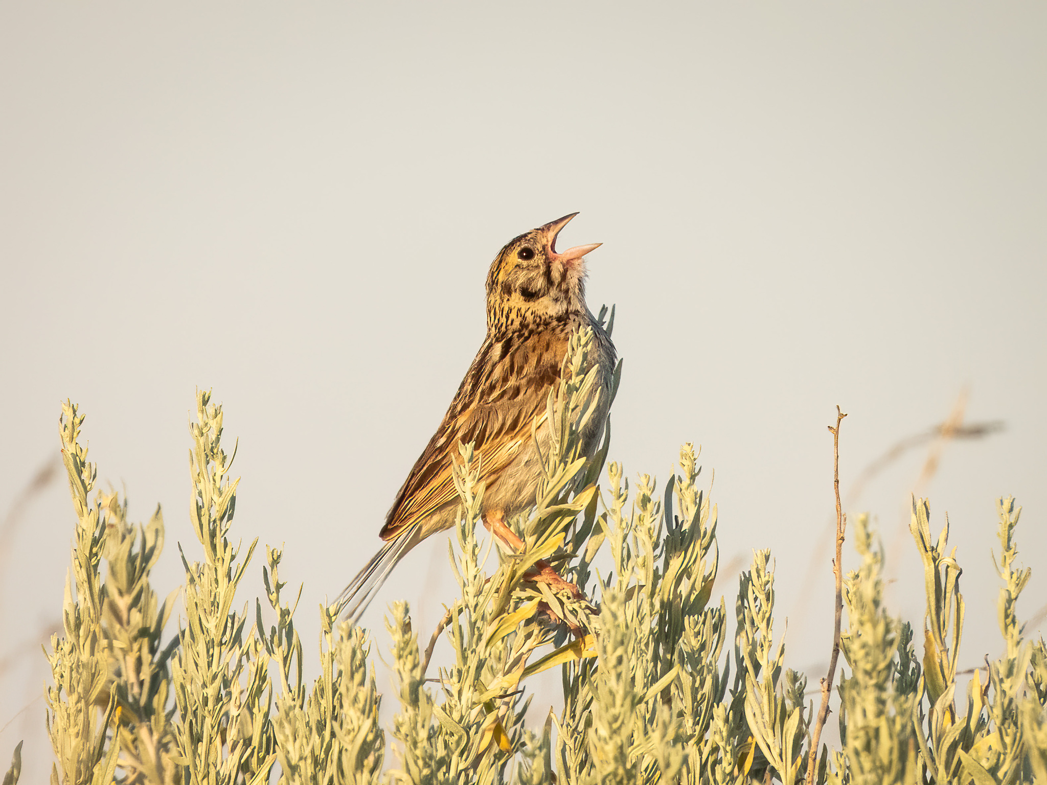 Baird's Sparrow (Centronyx bairdii), photo 2