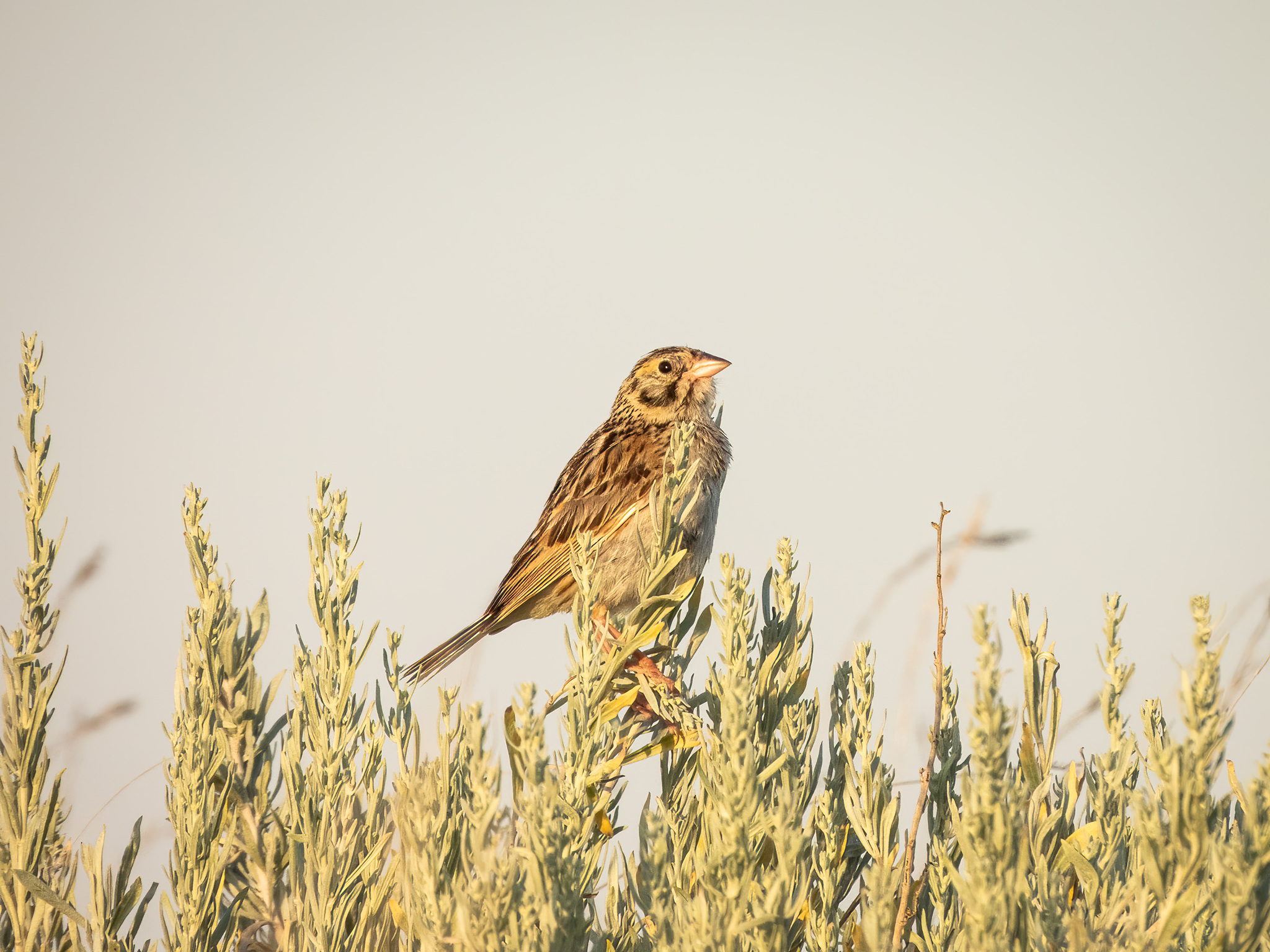 Baird's Sparrow (Centronyx bairdii), photo 3