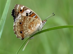 Junonia orithya wallacei