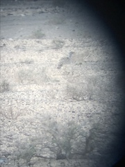 Chlamydotis undulata