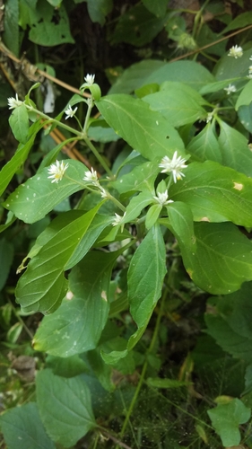 Alternanthera pubiflora, photograph 6