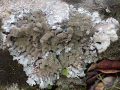 Parmelia serrana
