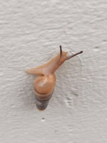 Rumina saharica