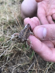 Physalaemus biligonigerus