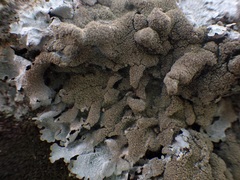 Parmelia serrana