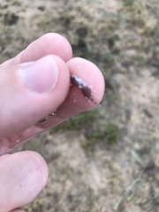 Physalaemus biligonigerus