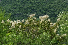 Decatropis bicolor