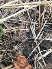 Physalaemus biligonigerus