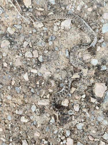 Père David's Ratsnake