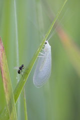 Chrysopidia ciliata
