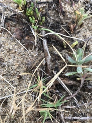 Physalaemus biligonigerus