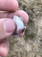 Physalaemus biligonigerus