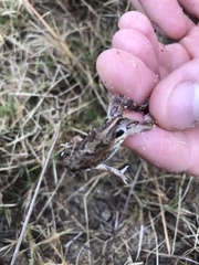 Physalaemus biligonigerus