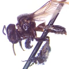 Frieseomelitta paupera