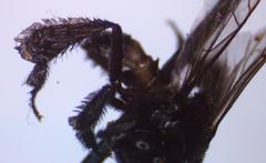 Frieseomelitta paupera