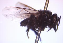 Frieseomelitta paupera