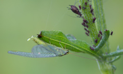 Chrysopa walkeri