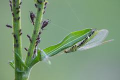 Chrysopa walkeri