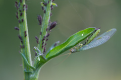 Chrysopa walkeri