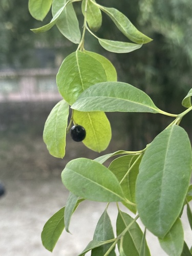 Indian Sandalwood