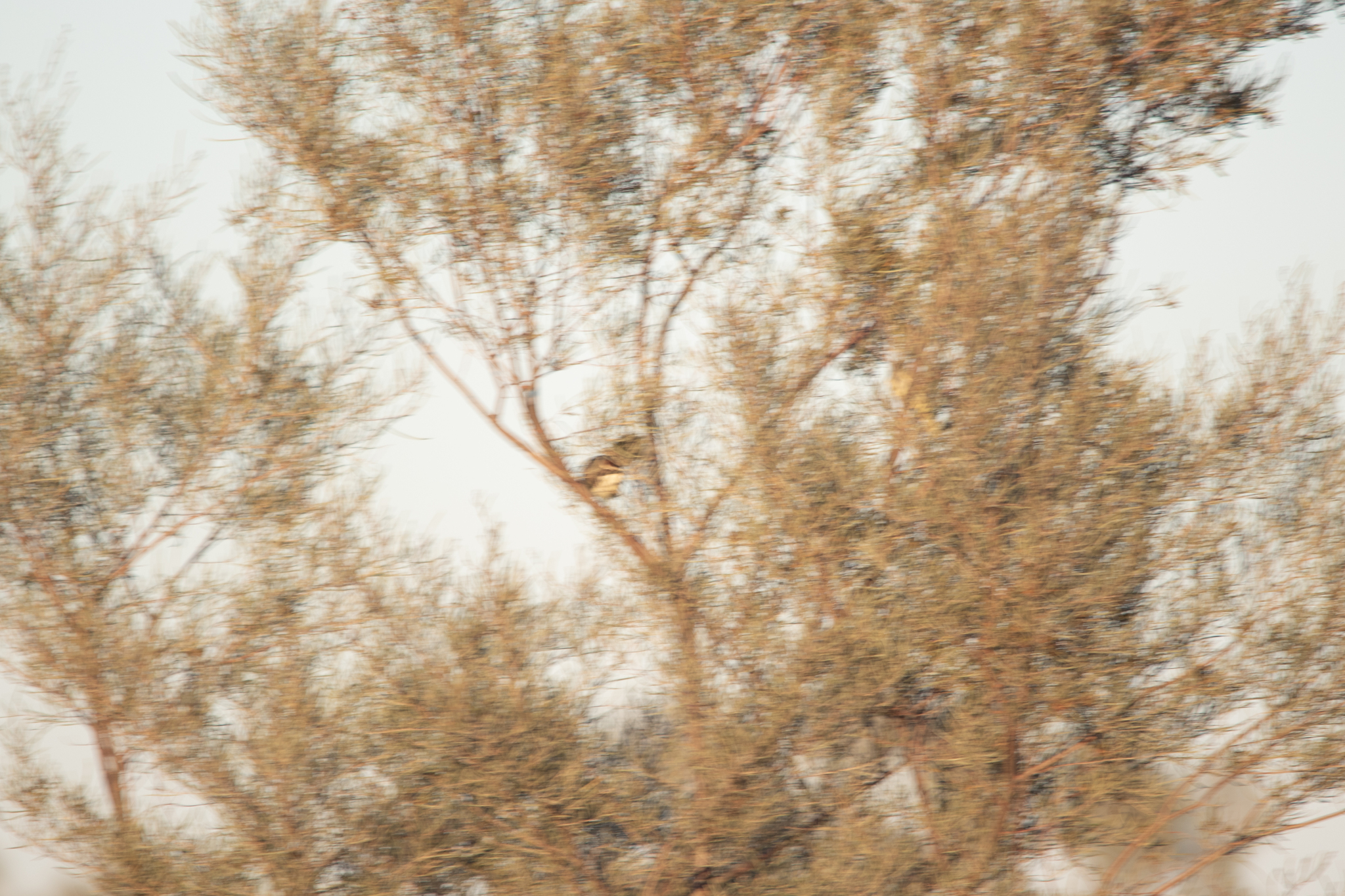 Chestnut-crowned Babbler (Pomatostomus ruficeps), photo 5
