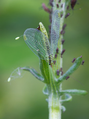 Chrysopa walkeri