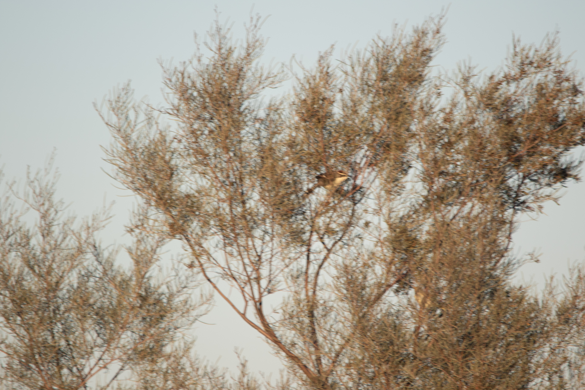 Chestnut-crowned Babbler (Pomatostomus ruficeps), photo 1
