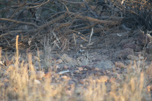 Spotted Nightjar (Eurostopodus argus), photo 10
