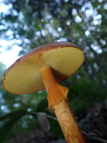 Amanita caesareoides