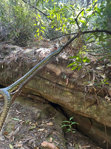 Diamond Python sighting