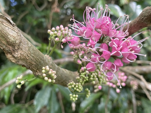 Melicope rubra observed 2025-11-06