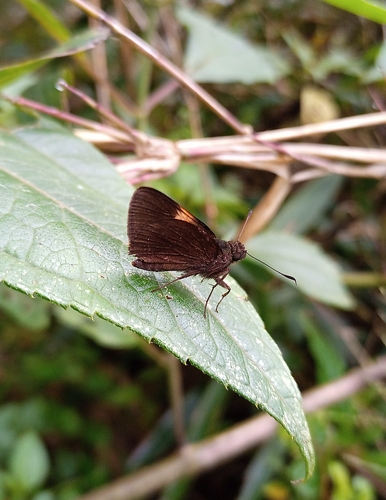 Lychnuchus victa