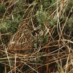 Gallinago stricklandii