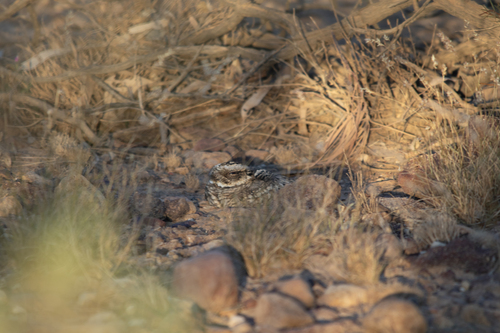 Spotted Nightjar (Eurostopodus argus), photo 6