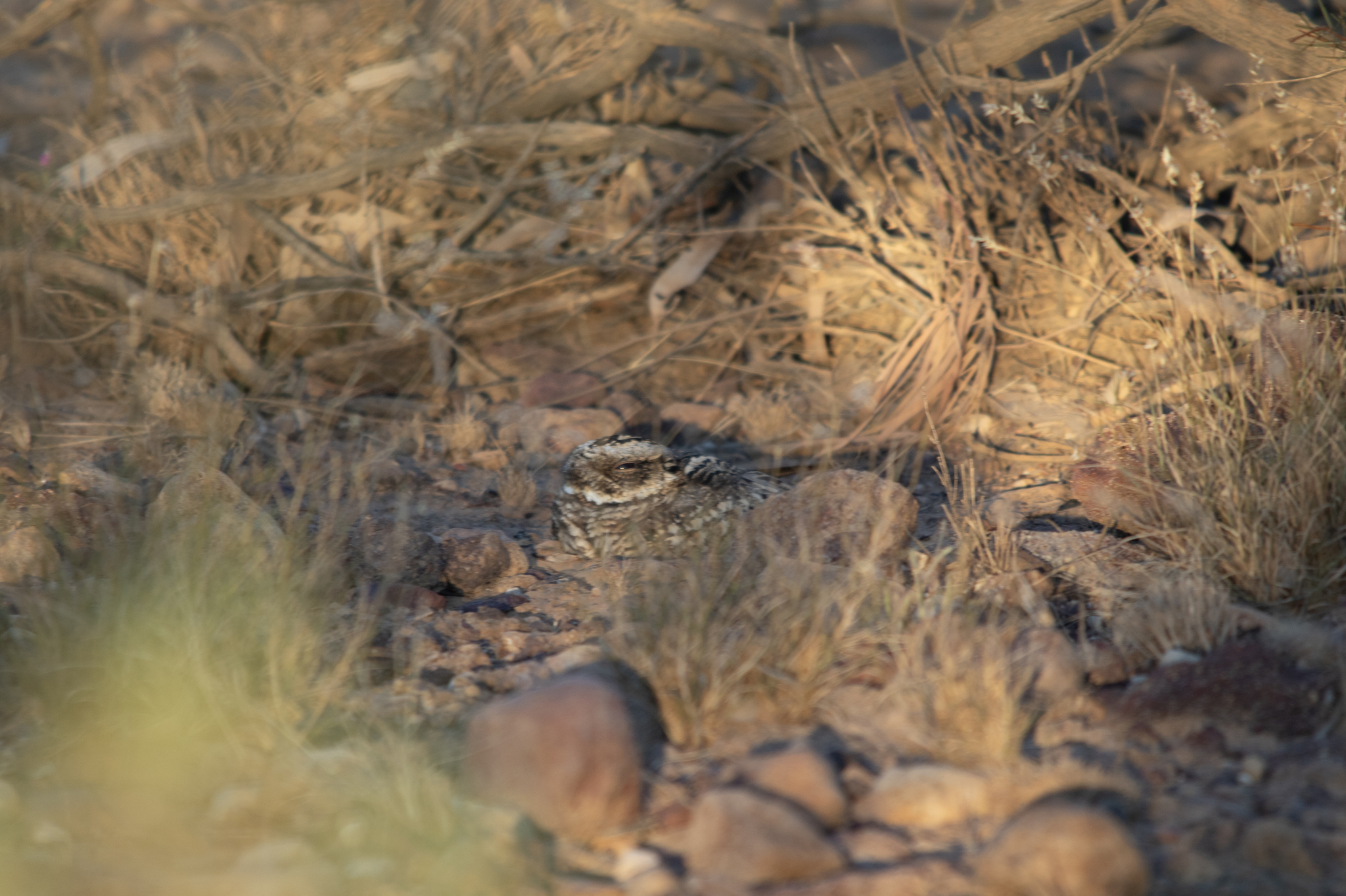 Spotted Nightjar (Eurostopodus argus), photo 8